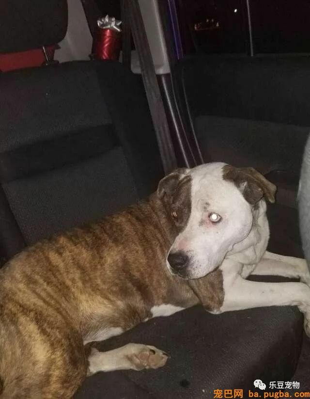 爱犬为救一只漂泊狗失踪，从此开启了长达八年的寻家路！-4.jpeg