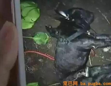 贾玲：以后再也不养狗，我没有养狗的资格...-7.jpeg