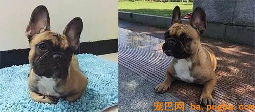 贾玲：以后再也不养狗，我没有养狗的资格...-6.jpeg