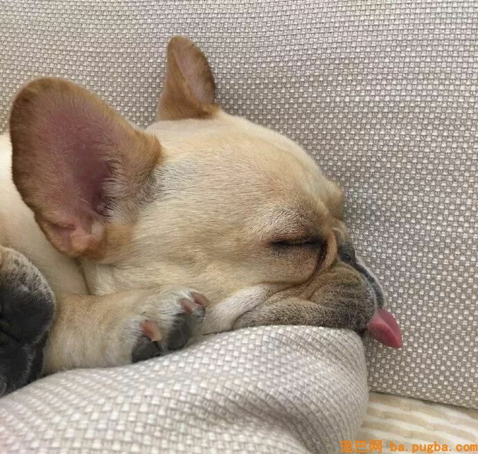 贾玲：以后再也不养狗，我没有养狗的资格...-4.jpeg