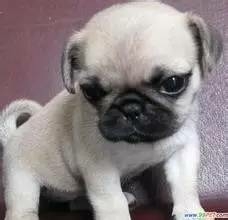 小狗为什么得“细小”和“犬瘟”呢-3.jpeg