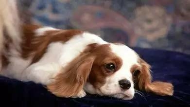 小狗为什么得“细小”和“犬瘟”呢-2.jpeg