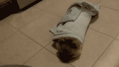 养大狗还是小狗？假如说只能选一个的话...-7.gif