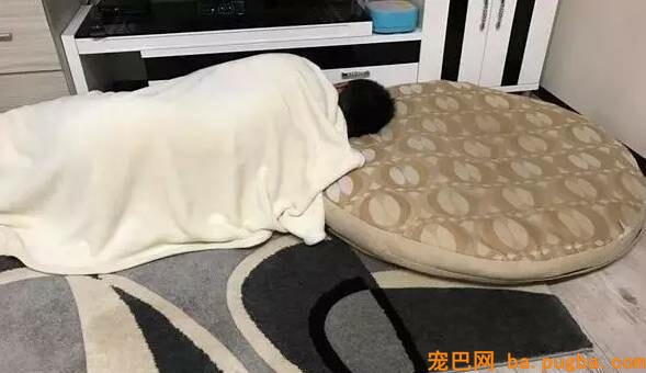 养大狗还是小狗？假如说只能选一个的话...-10.jpeg