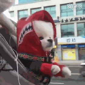 养大狗还是小狗？假如说只能选一个的话...-12.gif