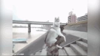 养大狗还是小狗？假如说只能选一个的话...-15.gif