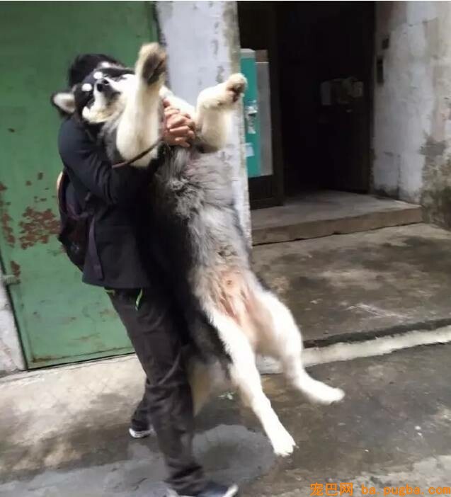 养大狗还是小狗？假如说只能选一个的话...-16.jpeg