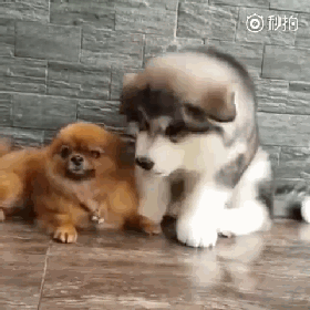 养大狗还是小狗？假如说只能选一个的话...-18.gif