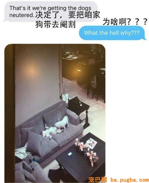 什么玻璃心？养过狗的内心都很强大-1.jpeg