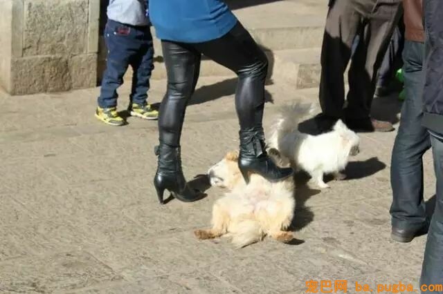 什么玻璃心？养过狗的内心都很强大-9.jpeg