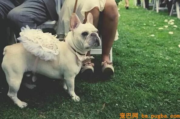 什么玻璃心？养过狗的内心都很强大-10.jpeg