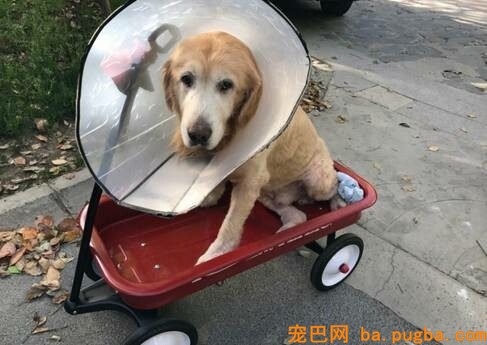 什么玻璃心？养过狗的内心都很强大-12.jpeg