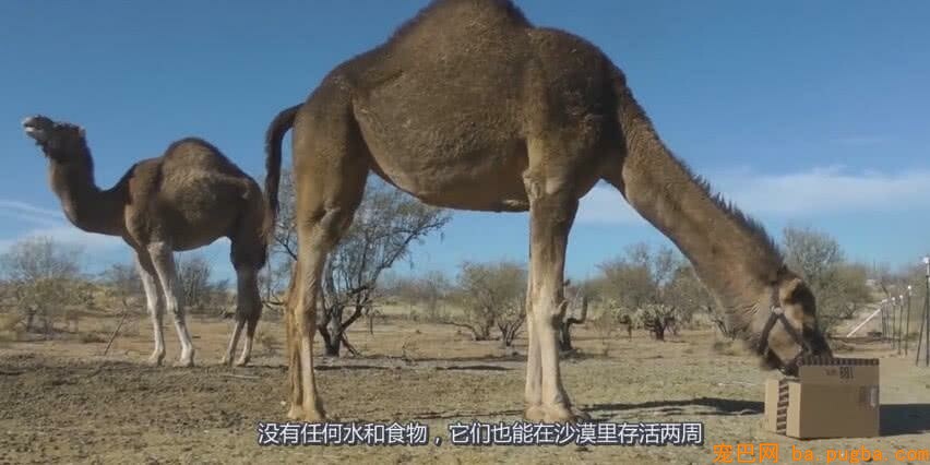 沙漠中的骆驼如何争夺配偶？只要咬伤对方的这个部位，就稳赢了-1.jpeg
