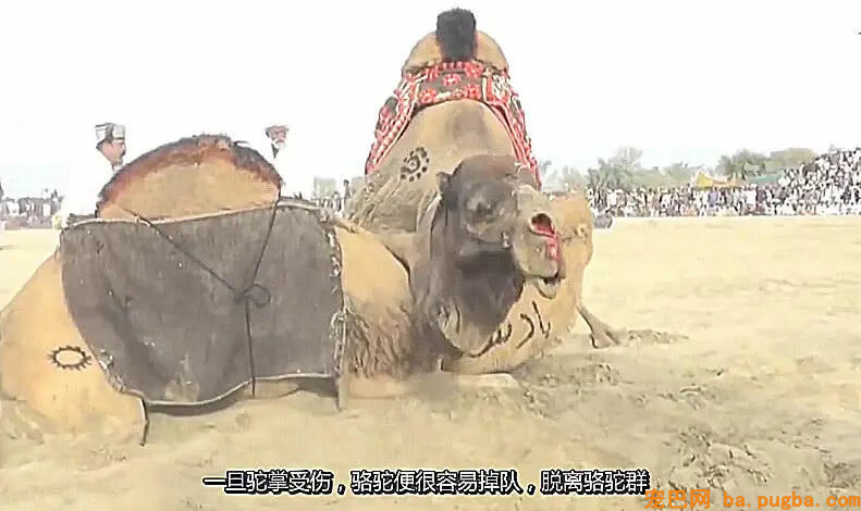 沙漠中的骆驼如何争夺配偶？只要咬伤对方的这个部位，就稳赢了-3.jpg