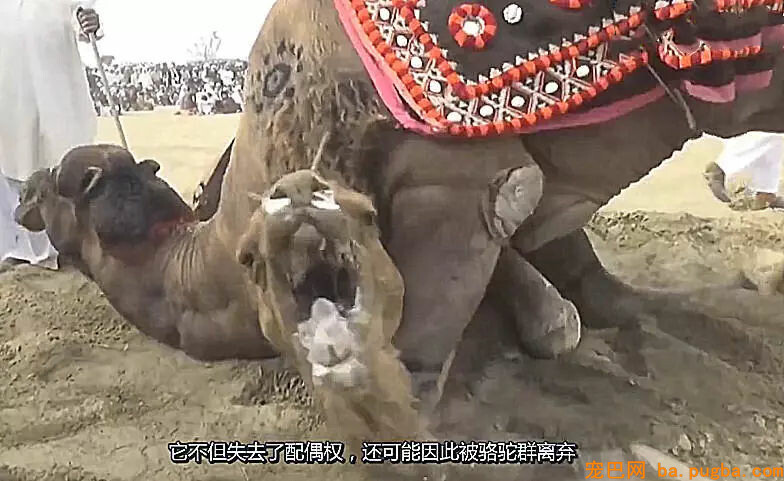 沙漠中的骆驼如何争夺配偶？只要咬伤对方的这个部位，就稳赢了-4.jpg