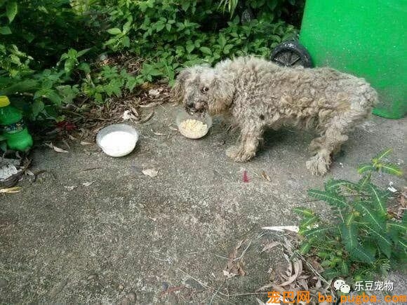 它曾经过着豪华的生活，如今漂泊街头，却因得到一碗饭打动落泪！-1.jpeg