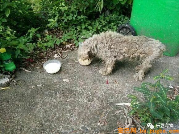 它曾经过着豪华的生活，如今漂泊街头，却因得到一碗饭打动落泪！-2.jpeg