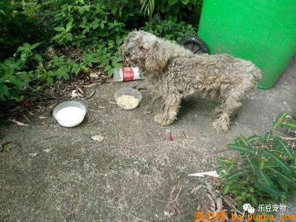 它曾经过着豪华的生活，如今漂泊街头，却因得到一碗饭打动落泪！-3.jpeg