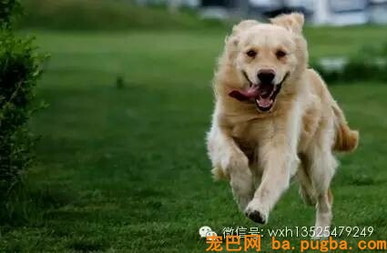 狗狗的4种性格，看看你家的属于哪一种！-2.jpeg