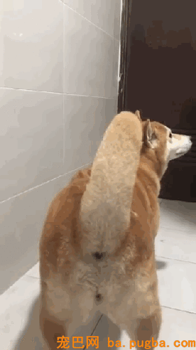 为啥柴柴的尾巴是卷的？因为假如是直的...哈哈哈抱愧没忍住！-1.gif
