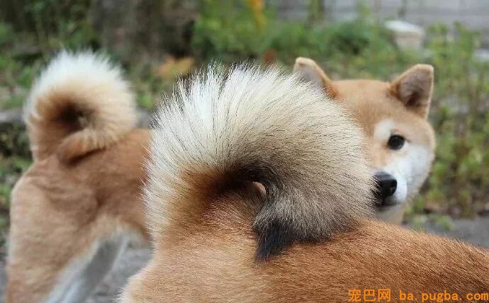 为啥柴柴的尾巴是卷的？因为假如是直的...哈哈哈抱愧没忍住！-3.jpeg