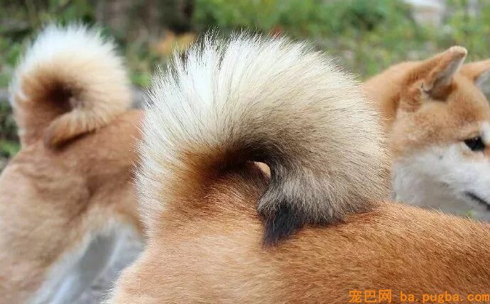 为啥柴柴的尾巴是卷的？因为假如是直的...哈哈哈抱愧没忍住！-2.jpeg