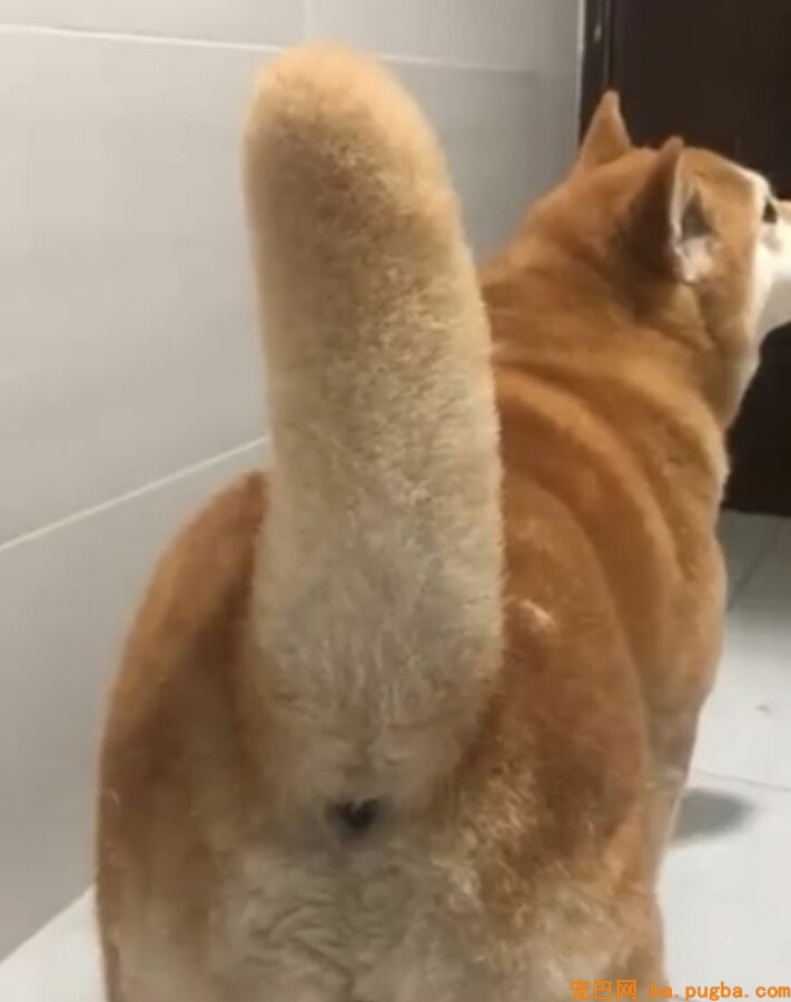 为啥柴柴的尾巴是卷的？因为假如是直的...哈哈哈抱愧没忍住！-5.jpeg