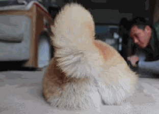 为啥柴柴的尾巴是卷的？因为假如是直的...哈哈哈抱愧没忍住！-6.gif