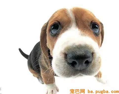 狗狗为什么鼻子会干？-2.jpeg
