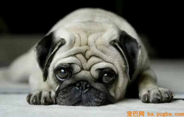狗狗为什么鼻子会干？-1.jpeg