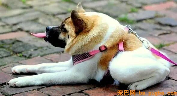 畸形狗狗，有着武大郎的身体，却活出了潘金莲的美！-2.jpeg