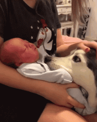 狗狗和孩子相处的画面……这大概就是天使遇上天使吧！-4.gif