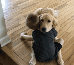 狗狗和孩子相处的画面……这大概就是天使遇上天使吧！-2.gif