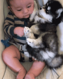 狗狗和孩子相处的画面……这大概就是天使遇上天使吧！-6.gif