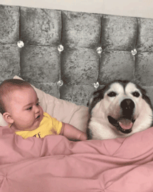 狗狗和孩子相处的画面……这大概就是天使遇上天使吧！-7.gif