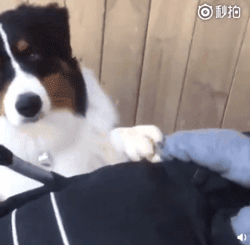 狗狗和孩子相处的画面……这大概就是天使遇上天使吧！-8.gif