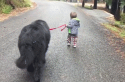 狗狗和孩子相处的画面……这大概就是天使遇上天使吧！-9.gif