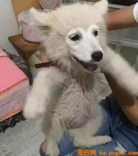 养了一只萨摩，怎么越看越像猴？-1.jpg