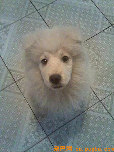养了一只萨摩，怎么越看越像猴？-4.jpg