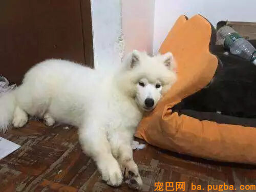 养了一只萨摩，怎么越看越像猴？-2.jpg