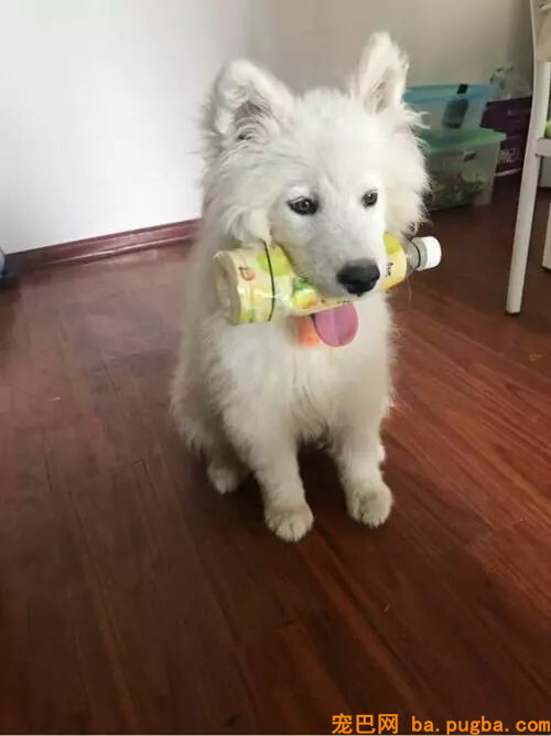 养了一只萨摩，怎么越看越像猴？-7.jpg