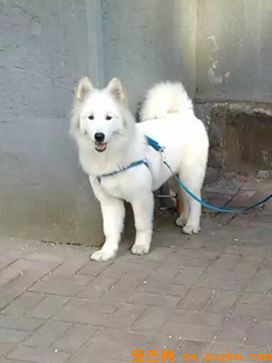 养了一只萨摩，怎么越看越像猴？-10.jpg