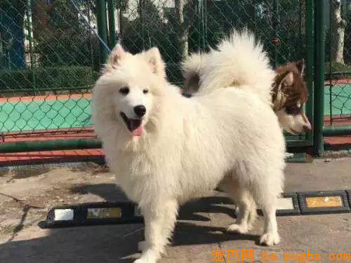 养了一只萨摩，怎么越看越像猴？-12.jpg