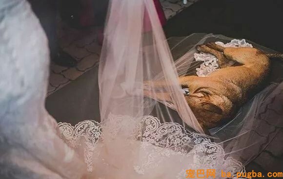 漂泊狗闯入他俩婚礼公然砸场子！这对夫妻竟然这么做…-5.jpeg
