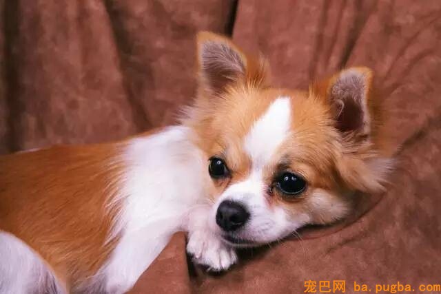 狗狗翻肠子的原因-1.jpeg