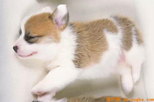 狗狗翻肠子的原因-3.jpeg
