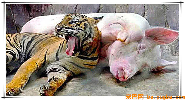 虎妈妈难产死亡，小老虎只能靠吃猪奶长大！-3.jpeg