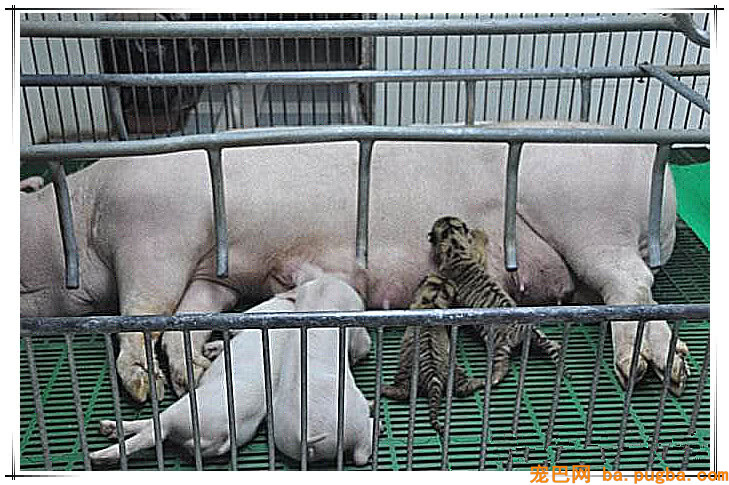 虎妈妈难产死亡，小老虎只能靠吃猪奶长大！-1.jpeg