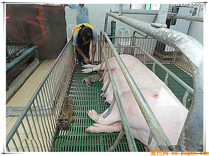 虎妈妈难产死亡，小老虎只能靠吃猪奶长大！-2.jpeg