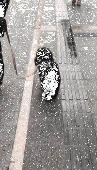 狗狗跟着主人安步，突然伸出了脚脚：美不美，看腿腿……-1.gif